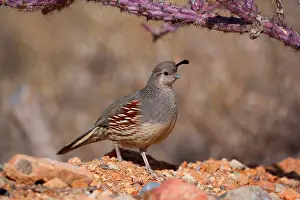 Quail: 80187566 Gambel's quail - female adult bird in the