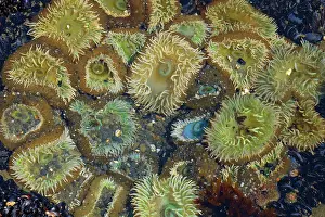 Anemones: 80187567 Giant Green Anemone - giant green anemones