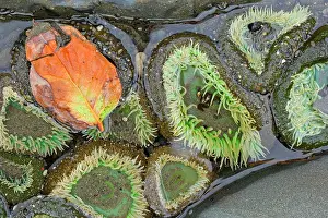 Anemones: 80187568 Giant Green Anemone - giant green anemones