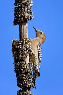 Gila: 80187569 Gila woodpecker - female adult woodpecker