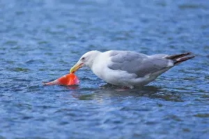 Glaucous: 80187571 Glaucous-winged gull - adult gull standing