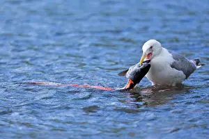 Glaucous: 80187572 Glaucous-winged gull - adult gull standing