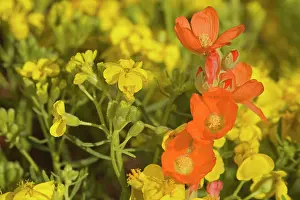 Leaved: 80187573 Globemallow - bright orange coloured Small-leaved