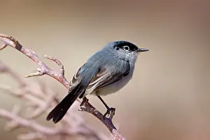 Gnatcatcher: 80187575 black-tailed gnatcatcher - adult male gnatcatcher