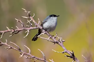 Gnatcatcher: 80187576 black-tailed gnatcatcher - adult male gnatcatcher