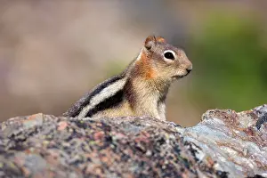 Mantled: 80187594 Golden-mantled ground squirrel - adult
