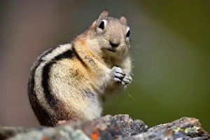 Mantled: 80187595 Golden-mantled ground squirrel - adult