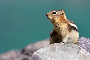 Mantled: 80187596 Golden-mantled ground squirrel - adult