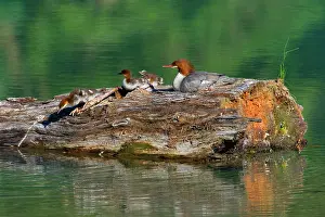 Goosander: 80187599 Goosander / Common Merganser / Buff-breasted