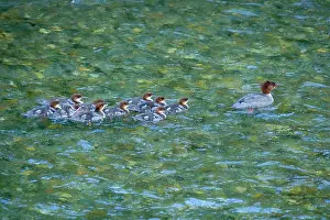 Goosander: 80187600 Goosander / Common Merganser / Buff-breasted