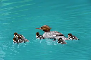 Goosander: 80187601 Goosander / Common Merganser / Buff-breasted
