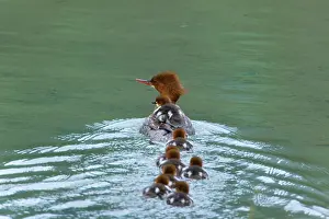 Goosander: 80187602 Goosander / Common Merganser / Buff-breasted