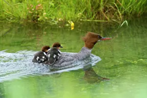 Goosander: 80187603 Goosander / Common Merganser / Buff-breasted