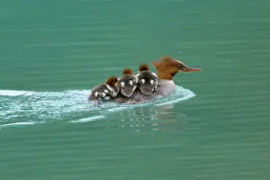 Goosander: 80187605 Goosander / Common Merganser / Buff-breasted