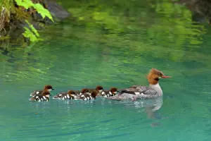 Breasted: 80187606 Goosander / Common Merganser / Buff-breasted
