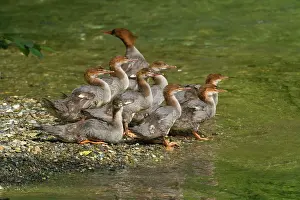 Breasted: 80187607 Goosander / Common Merganser / Buff-breasted