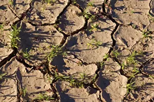 Sprouting: 80187635 grass in desert - first freshly sprouting