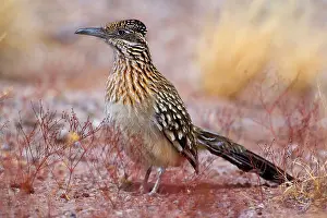 Roadrunner: 80187636 Californian Earth-cuckoo / Greater Roadrunner