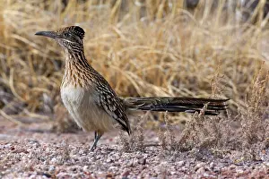 Roadrunner: 80187637 Californian Earth-cuckoo / Greater Roadrunner