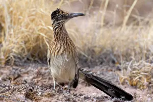 Roadrunner: 80187638 Californian Earth-cuckoo / Greater Roadrunner