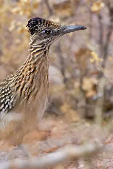 Roadrunner: 80187639 Californian Earth-cuckoo / Greater Roadrunner