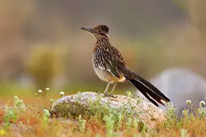 Roadrunner: 80187640 Californian Earth-cuckoo / Greater Roadrunner