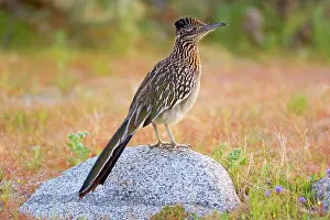 Roadrunner: 80187641 Californian Earth-cuckoo / Greater Roadrunner