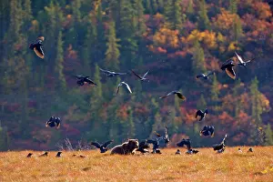 Protecting: 80187644 Grizzly bear - an adult grizzly protecting