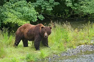 Huge: 80187702 Grizzly bear - huge adult male bear standing