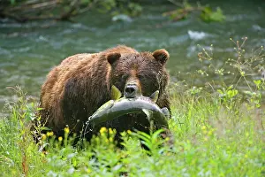 Huge: 80187703 Grizzly bear - huge adult male bear standing