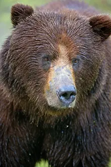 Huge: 80187704 Grizzly bear - portrait of a huge adult