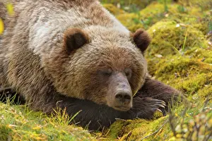 Grizzly: 80187705 Grizzly bear - adult bear sleeping in willow