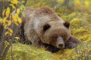 Grizzly: 80187706 Grizzly bear - adult bear sleeping in willow
