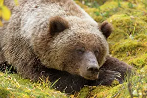 Grizzly: 80187707 Grizzly bear - adult bear resting in willow