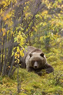 Grizzly: 80187708 Grizzly bear - adult bear resting in willow