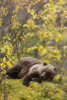 Grizzly: 80187709 Grizzly bear - adult bear resting in willow
