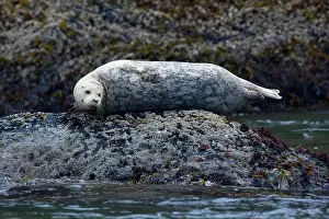 Hauled: 80187711 Harbour Seal - adult seal hauled out on