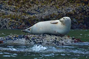 Hauled: 80187712 Harbour Seal - adult seal hauled out on