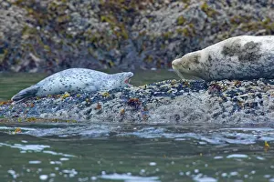 Crying: 80187713 Harbour Seal - adult seal and crying pub