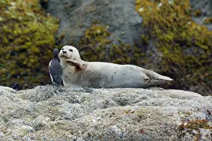 Murre: 80187716 Harbour Seal - adult seal and Common Murre