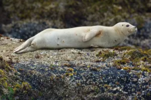 Hauled: 80187717 Harbour Seal - female adult seal hauled