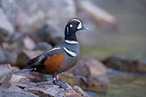 Harlequin: 80187719 Harlequin Duck - male duck standing on