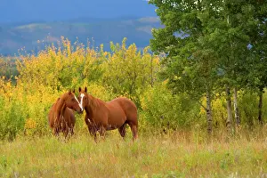Nuzzling: 80187727 two horses - a pair of horses nuzzling