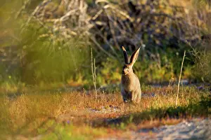 Jackrabbit: 80187732 Black-tailed Jackrabbit / American Desert