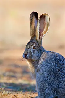 Jackrabbit: 80187733 Black-tailed Jackrabbit / American Desert