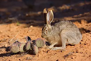Jackrabbit: 80187734 Black-tailed Jackrabbit / American Desert