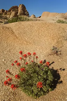 Paintbrush: 80187739 Indian Paintbrush / Desert Paintbrush and