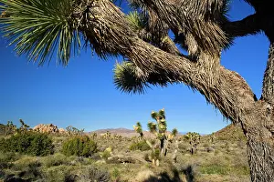 Mojave: 80187740 Joshua Tree - Joshua Trees in the Mojave