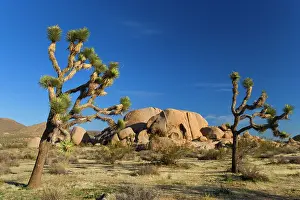 Boulders: 80187741 Joshua Tree - Joshua Trees and boulders