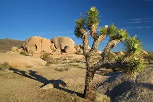 Boulders: 80187742 Joshua Tree - Joshua Trees and boulders